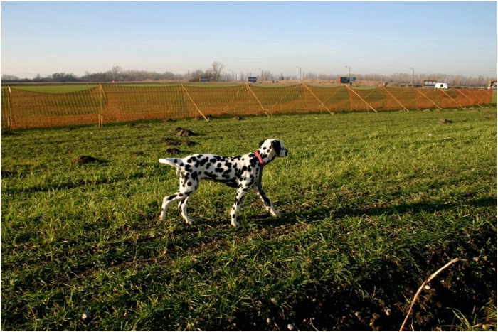 aha, das ber�hmte Feld mit den vielen Hasen